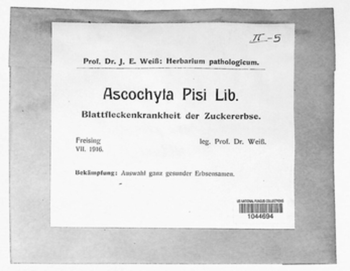 Didymella pisi image